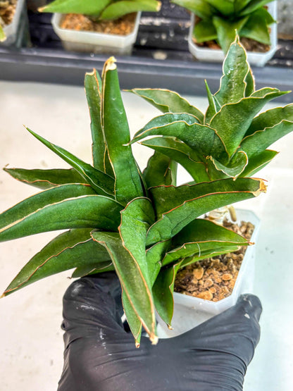 Sansevieria Maya (ca6) (13) | Small DMG