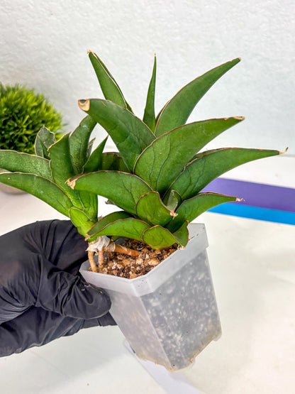 Sansevieria Maya (ca6) (13) | Small DMG