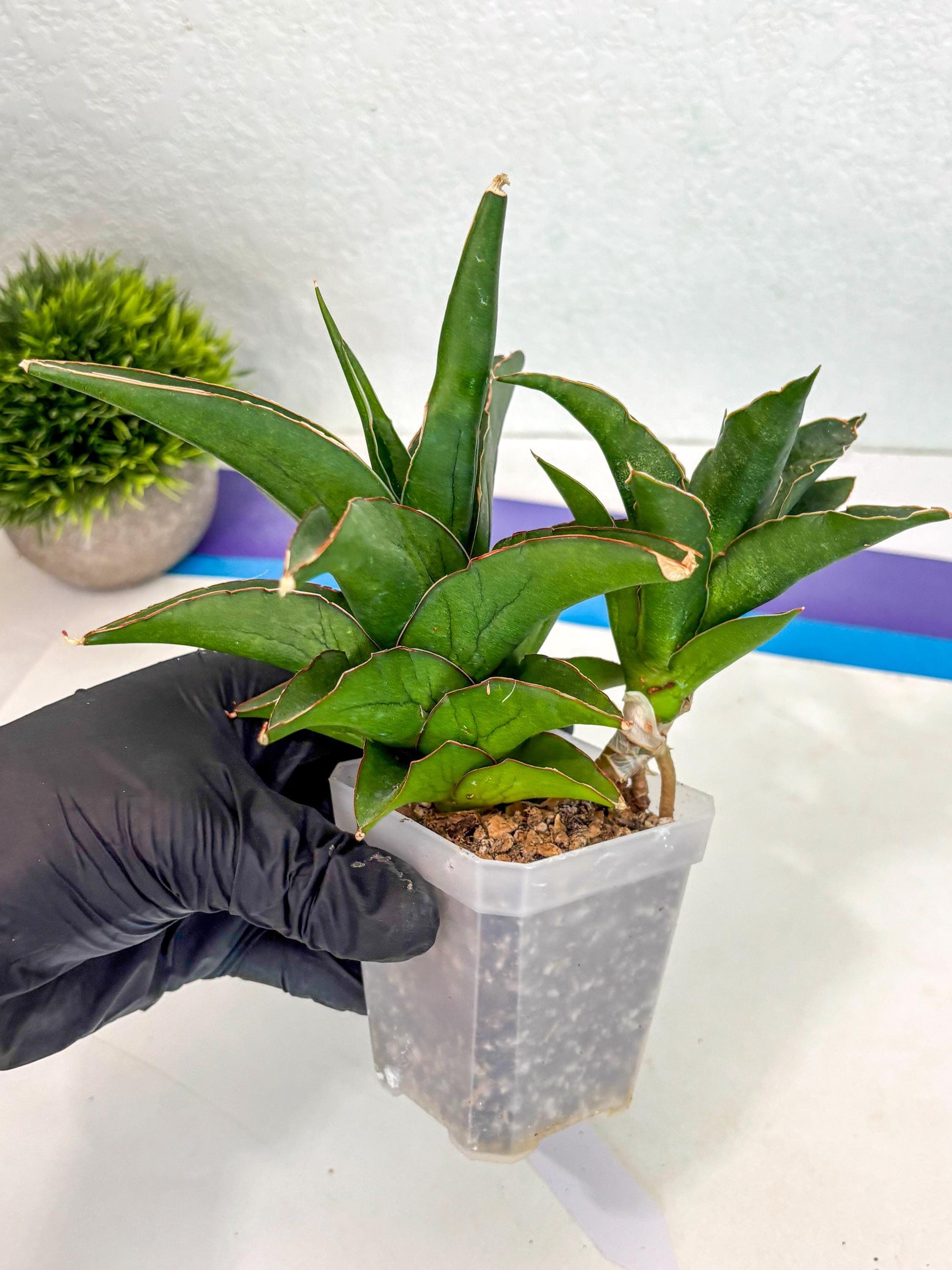 Sansevieria Maya (ca6) (13) | Small DMG