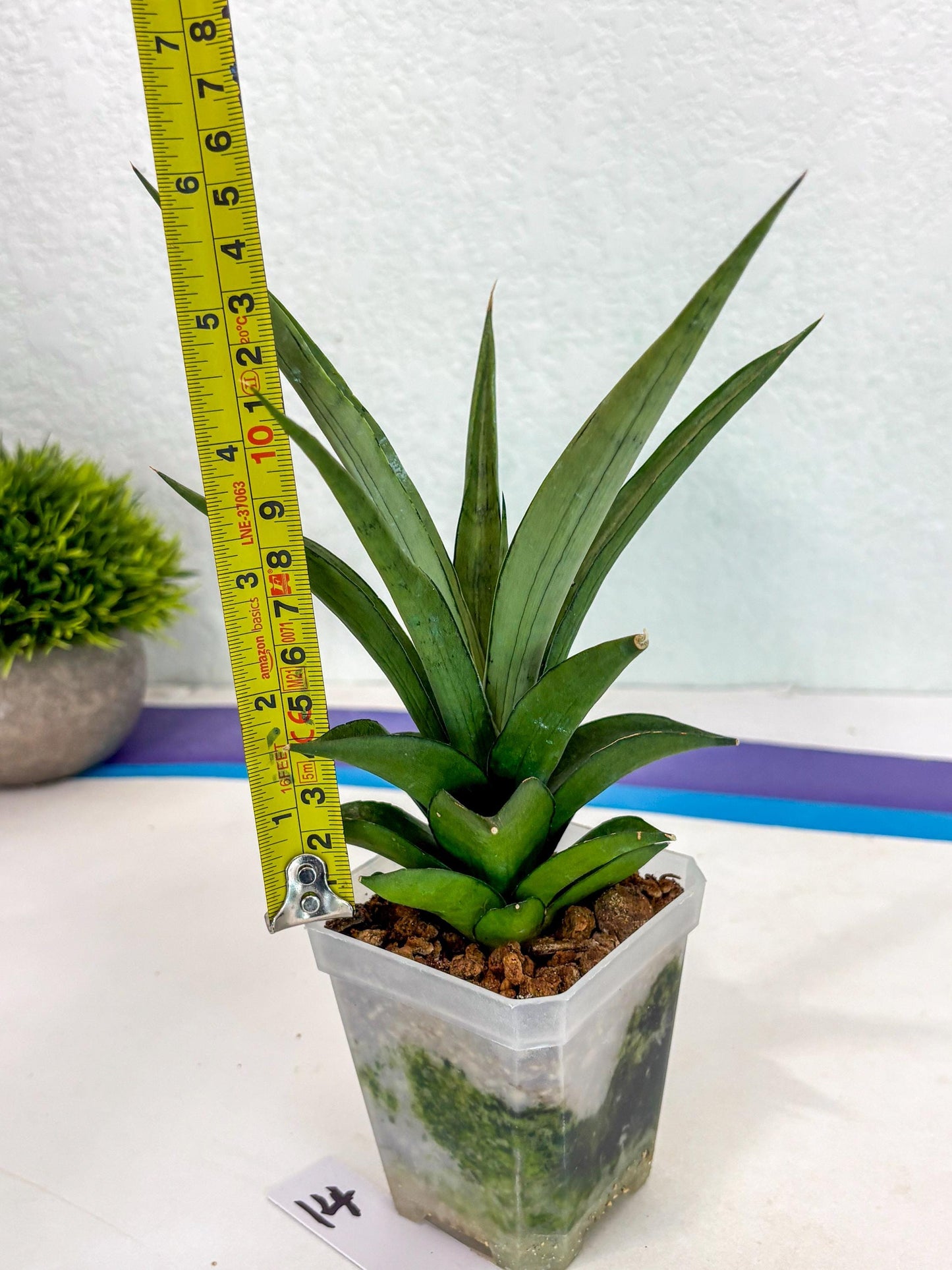 Sansevieria Manee Thewee (ca2) (14) | Rare Snake Plant