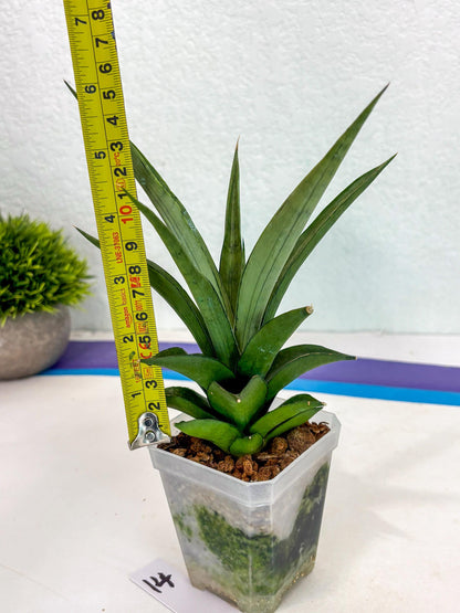 Sansevieria Manee Thewee (ca2) (14) | Rare Snake Plant