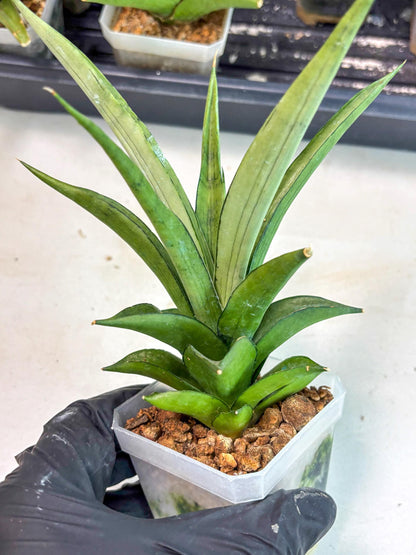 Sansevieria Manee Thewee (ca2) (14) | Rare Snake Plant