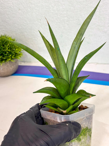 Sansevieria Manee Thewee (ca2) (14) | Rare Snake Plant