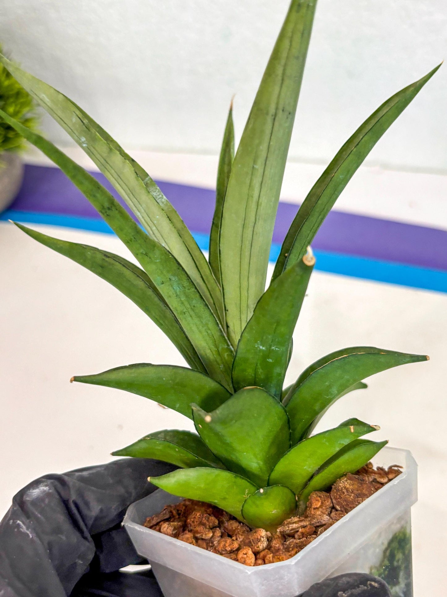Sansevieria Manee Thewee (ca2) (14) | Rare Snake Plant