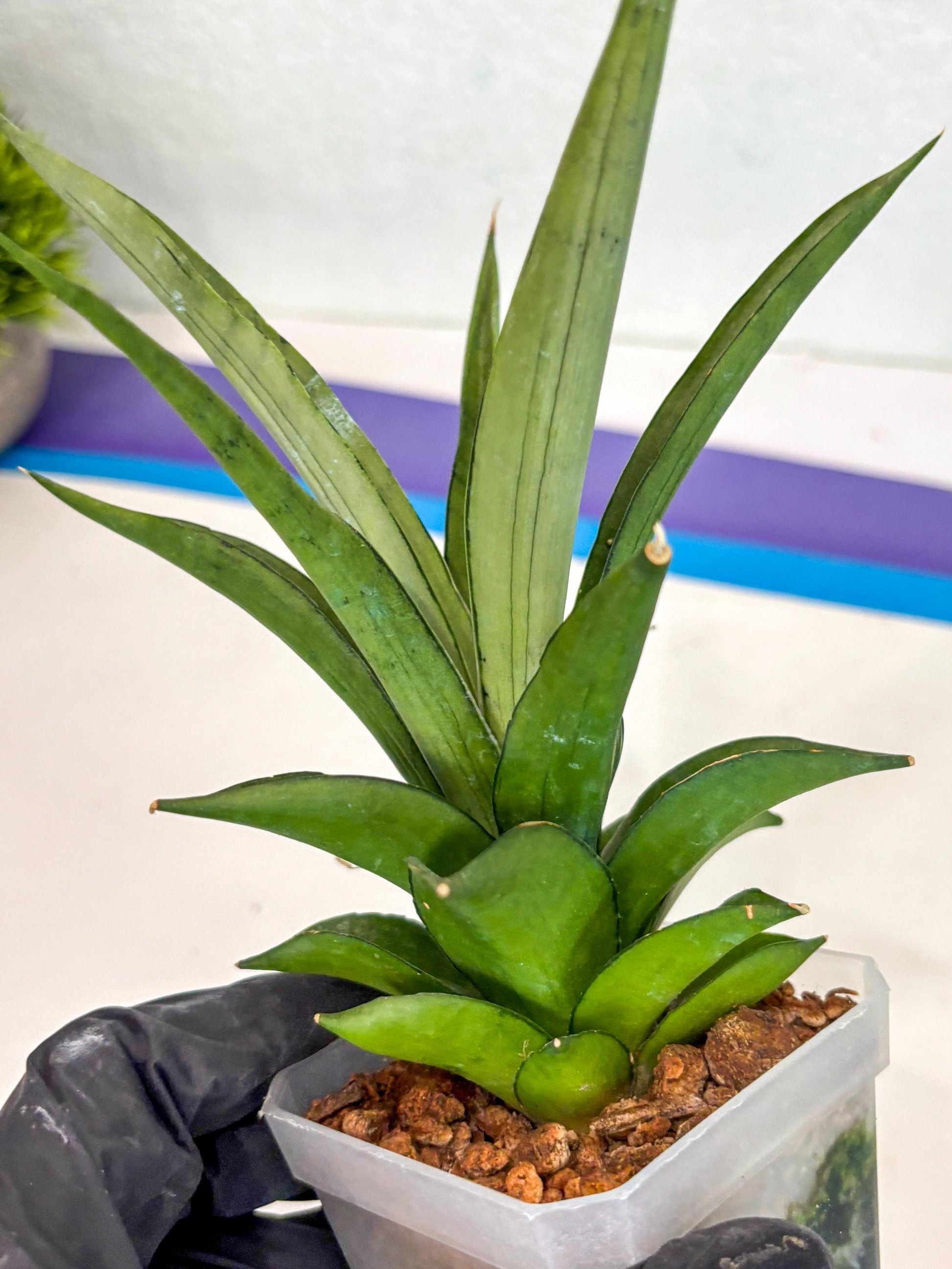 Sansevieria Manee Thewee (ca2) (14) | Rare Snake Plant