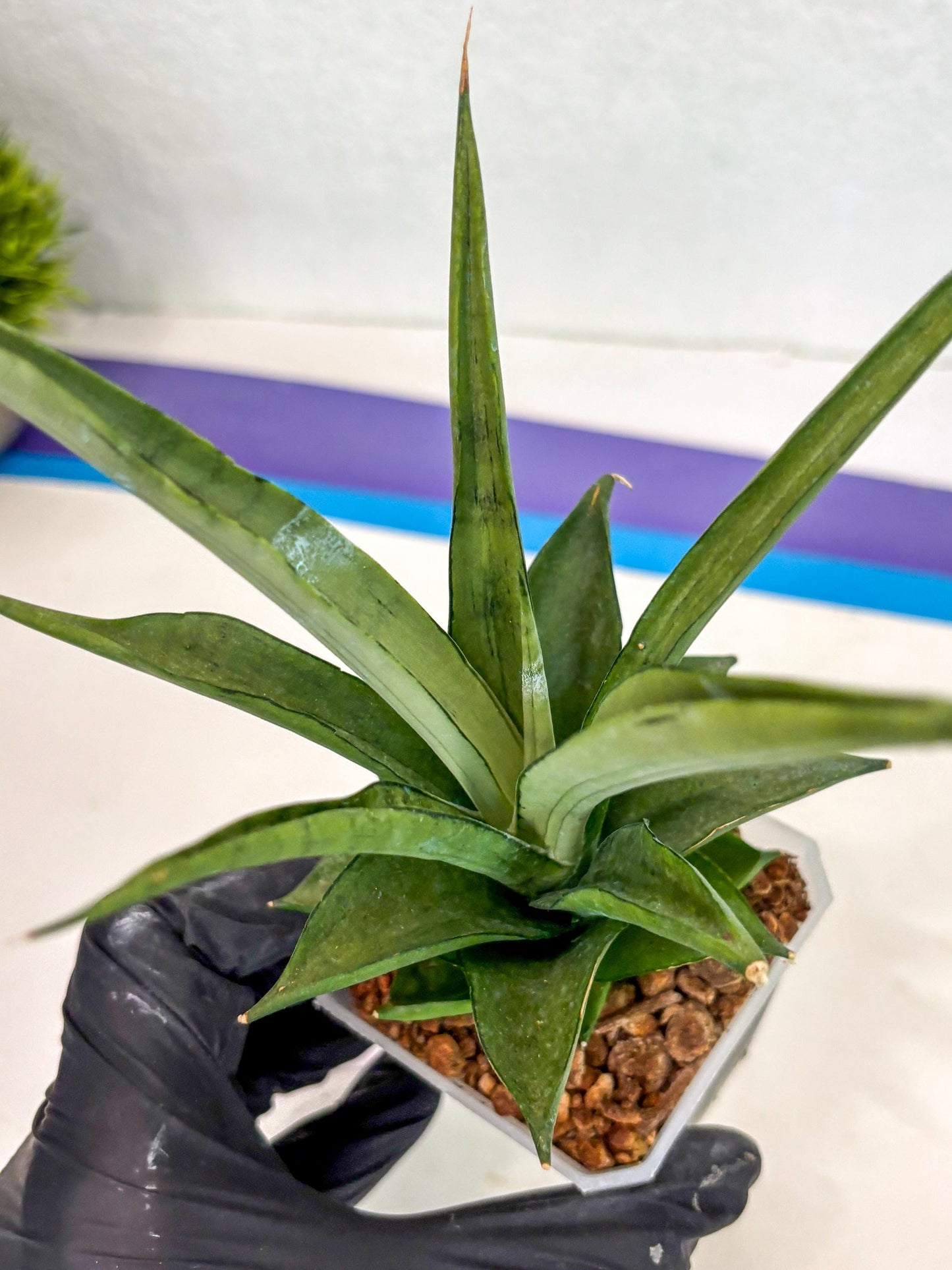 Sansevieria Manee Thewee (ca2) (14) | Rare Snake Plant