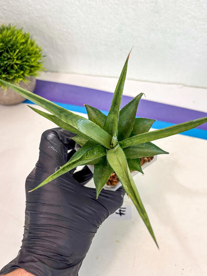 Sansevieria Manee Thewee (ca2) (14) | Rare Snake Plant
