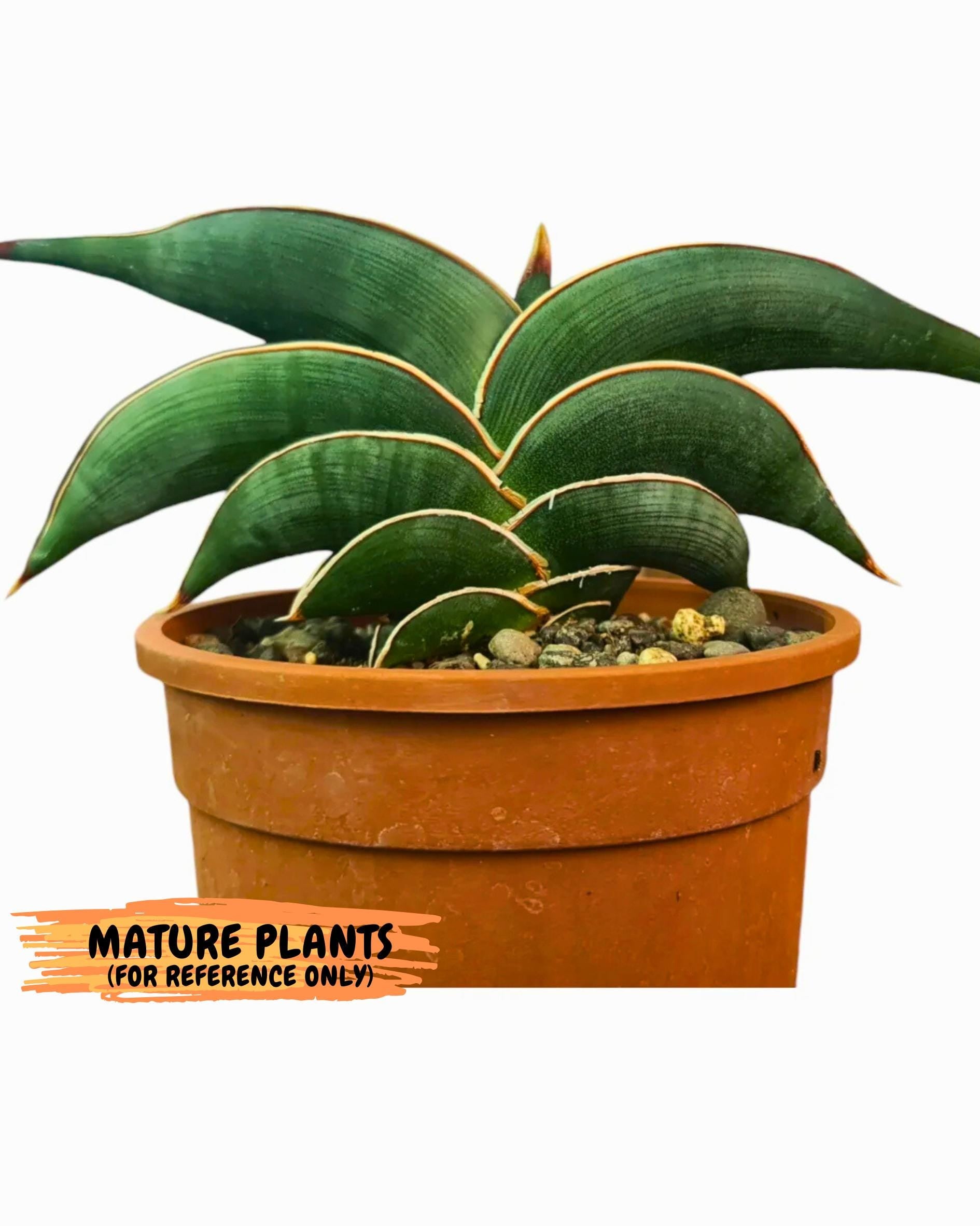 Sansevieria Rodia (ca7) (5) | Imported