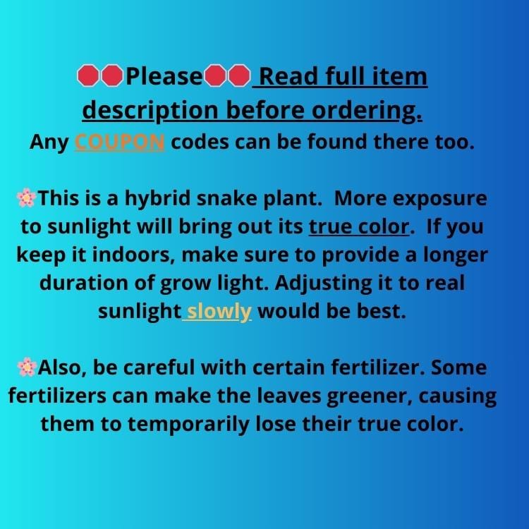 Sansevieria Rodia (ca7) (5) | Imported