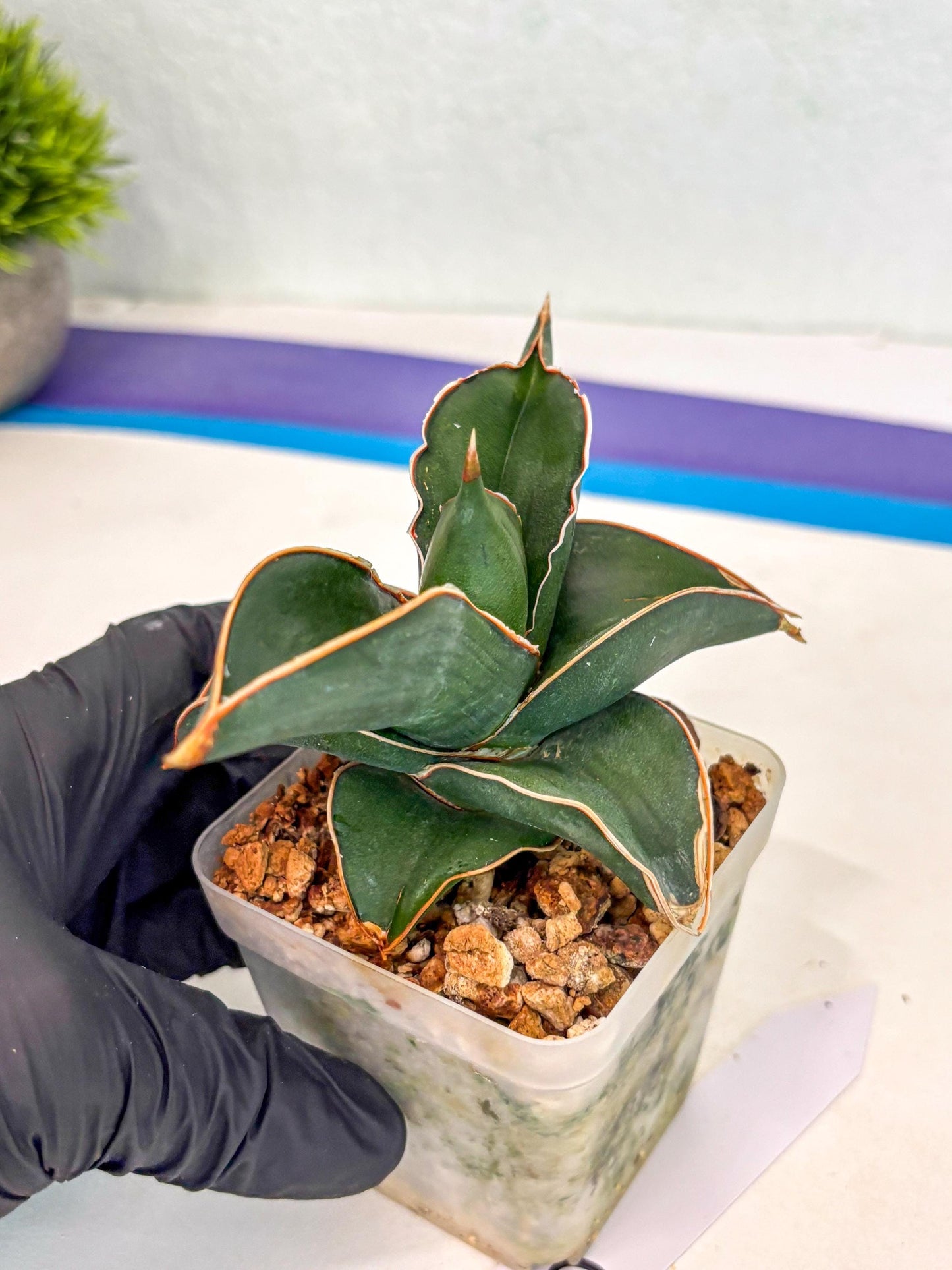 Sansevieria Rodia (ca7) (5) | Imported