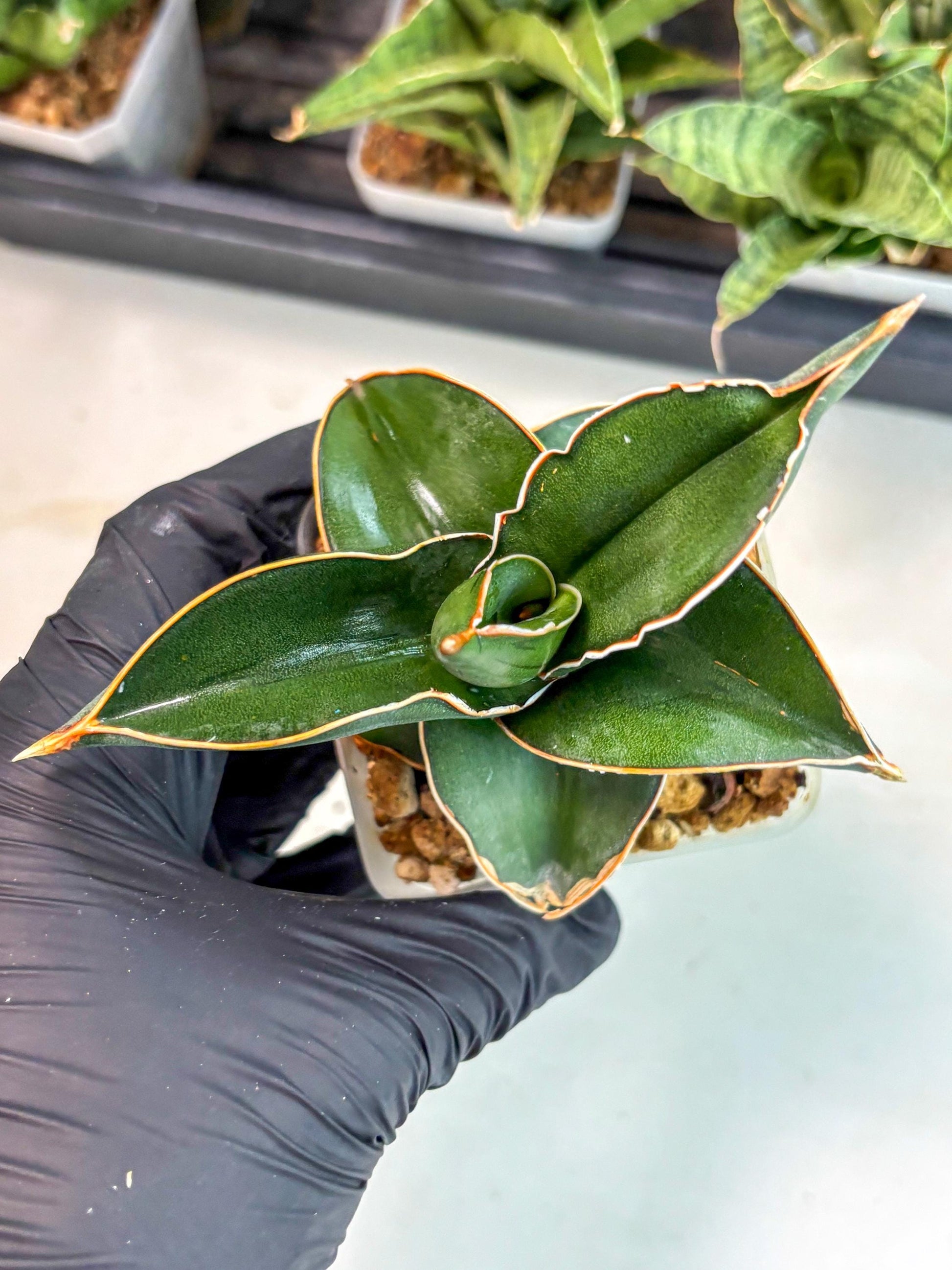 Sansevieria Rodia (ca7) (5) | Imported