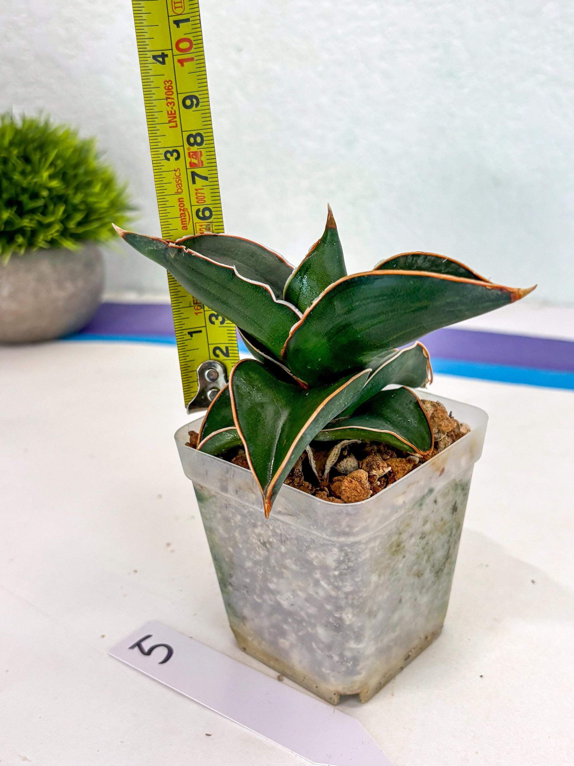 Sansevieria Rodia (ca7) (5) | Imported