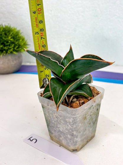 Sansevieria Rodia (ca7) (5) | Imported