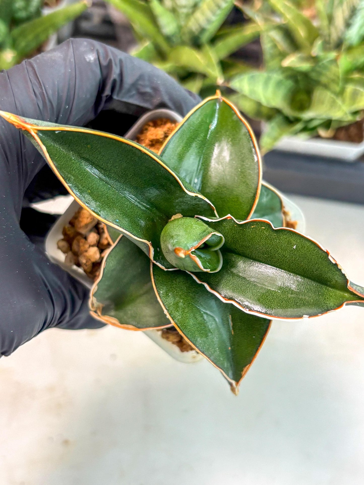 Sansevieria Rodia (ca7) (5) | Imported