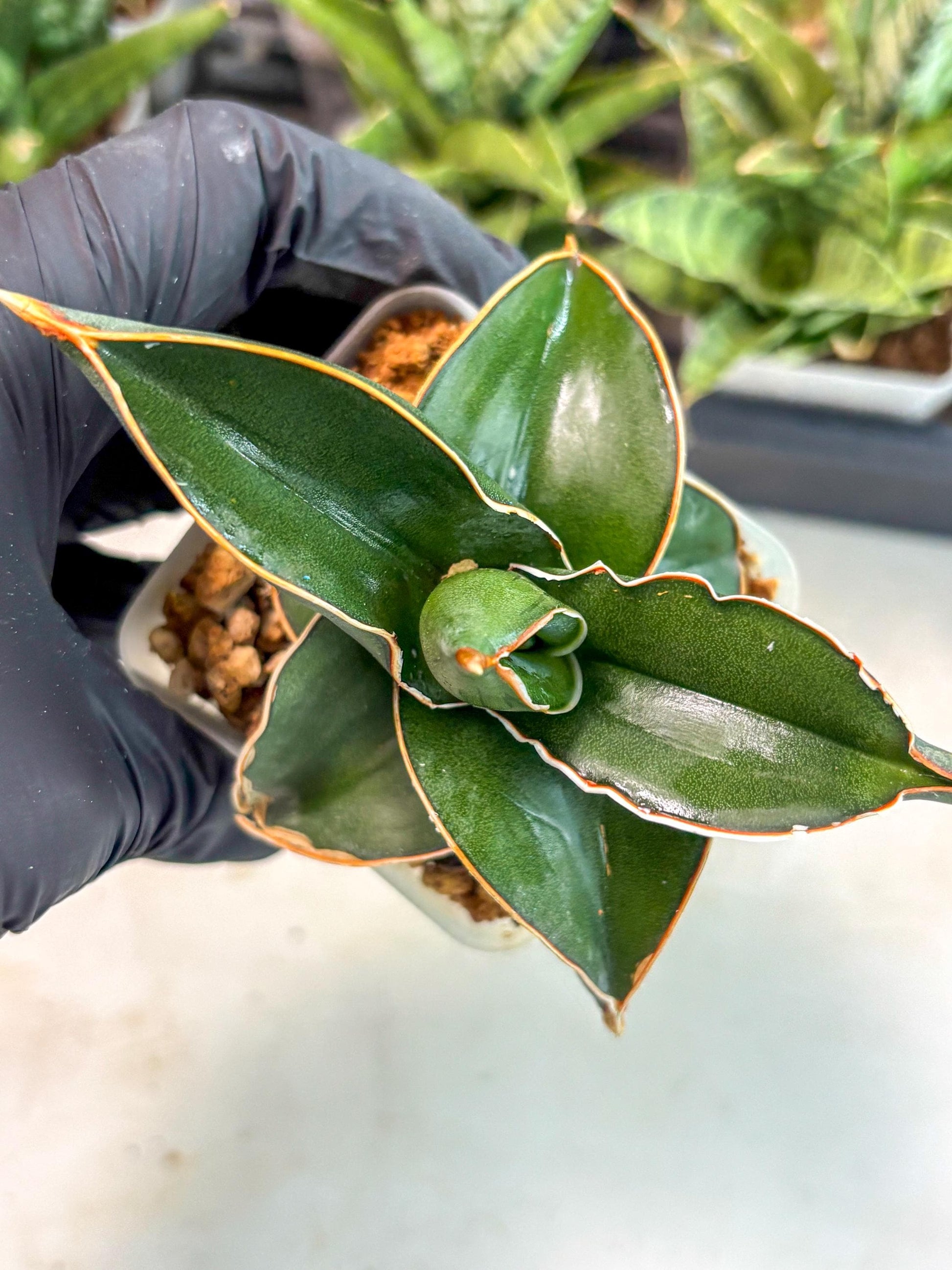 Sansevieria Rodia (ca7) (5) | Imported