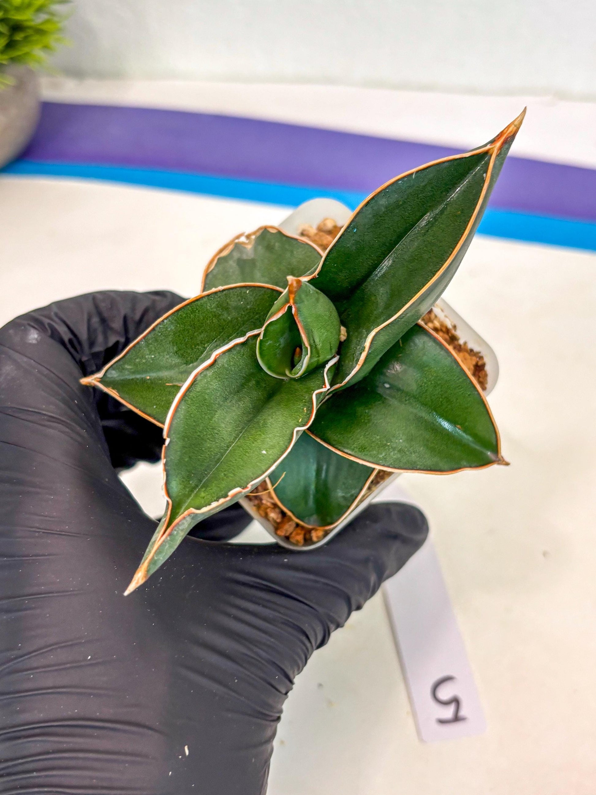 Sansevieria Rodia (ca7) (5) | Imported