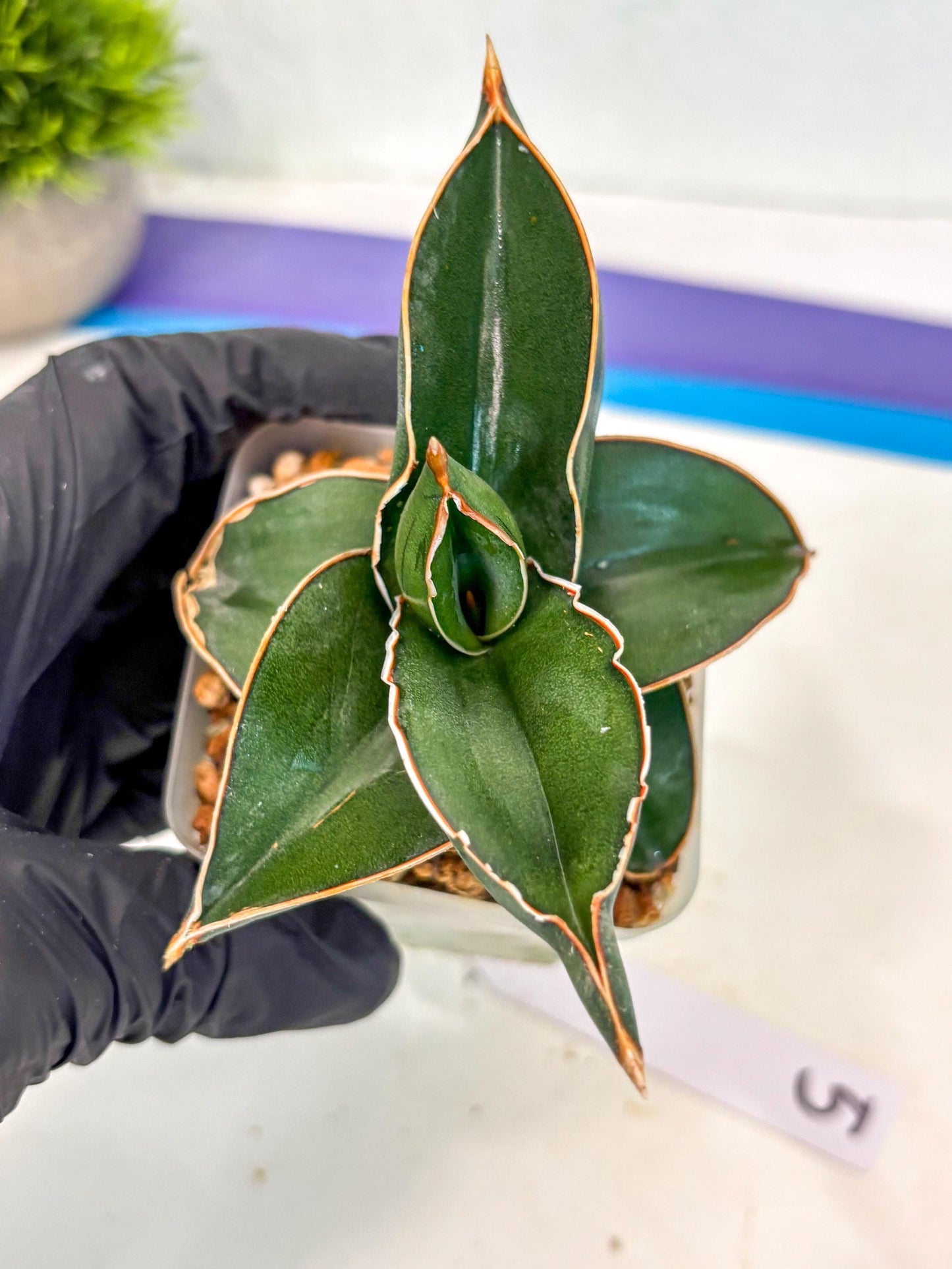 Sansevieria Rodia (ca7) (5) | Imported