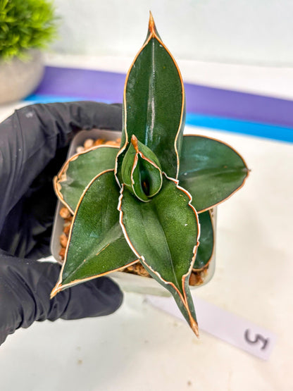 Sansevieria Rodia (ca7) (5) | Imported