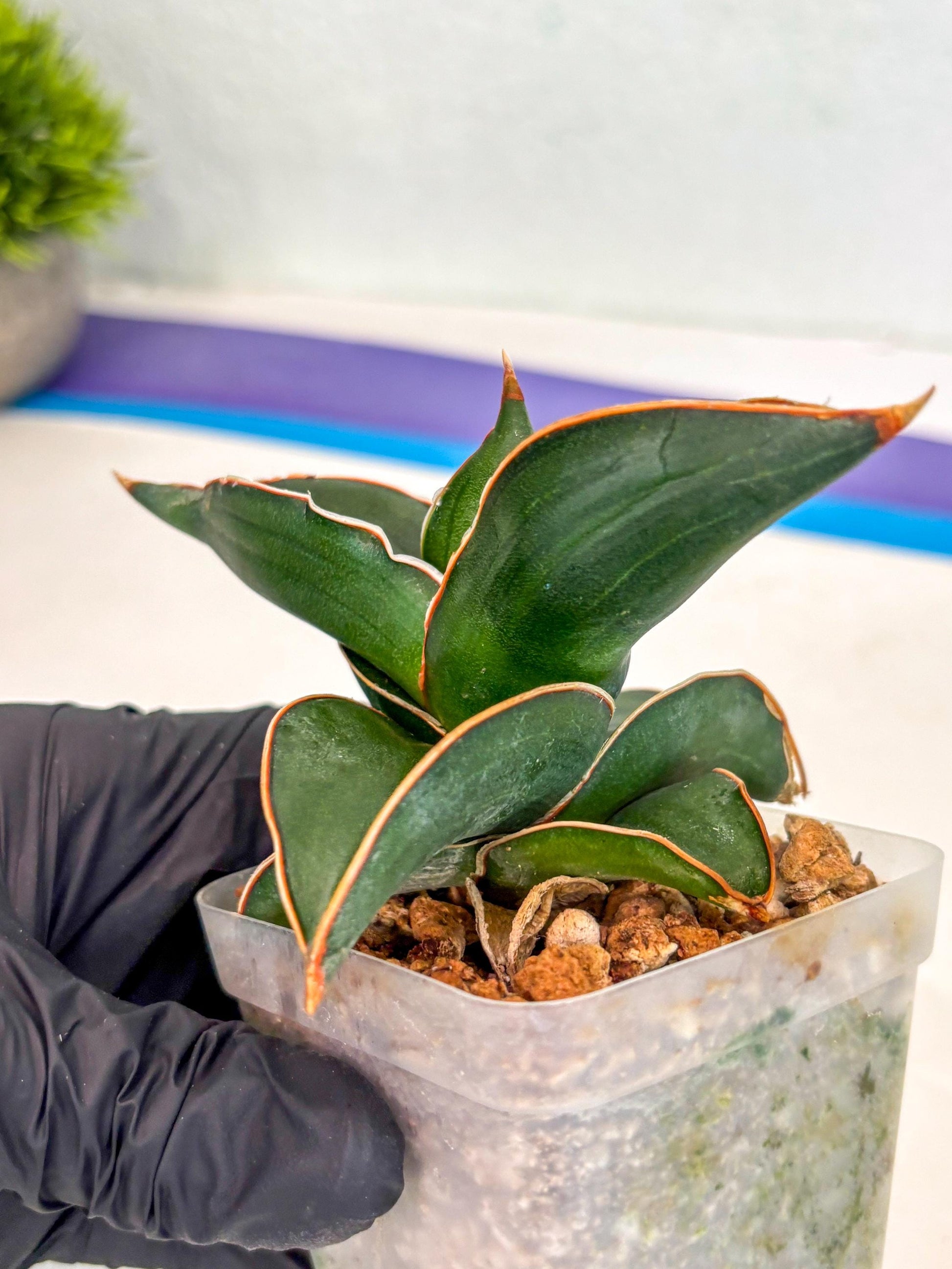 Sansevieria Rodia (ca7) (5) | Imported
