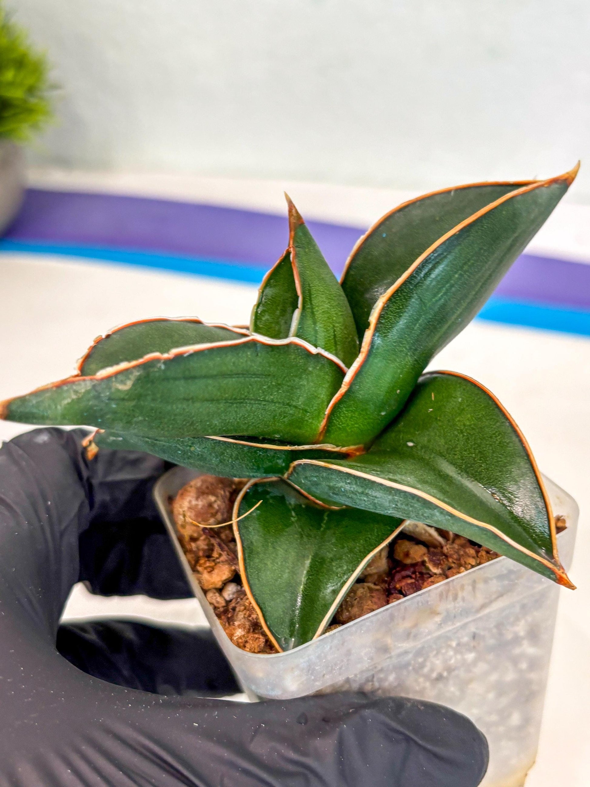 Sansevieria Rodia (ca7) (5) | Imported