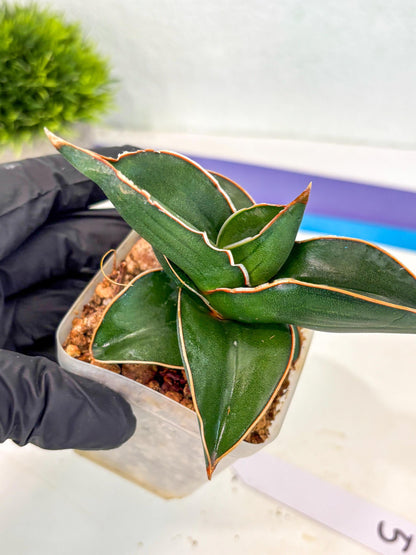 Sansevieria Rodia (ca7) (5) | Imported