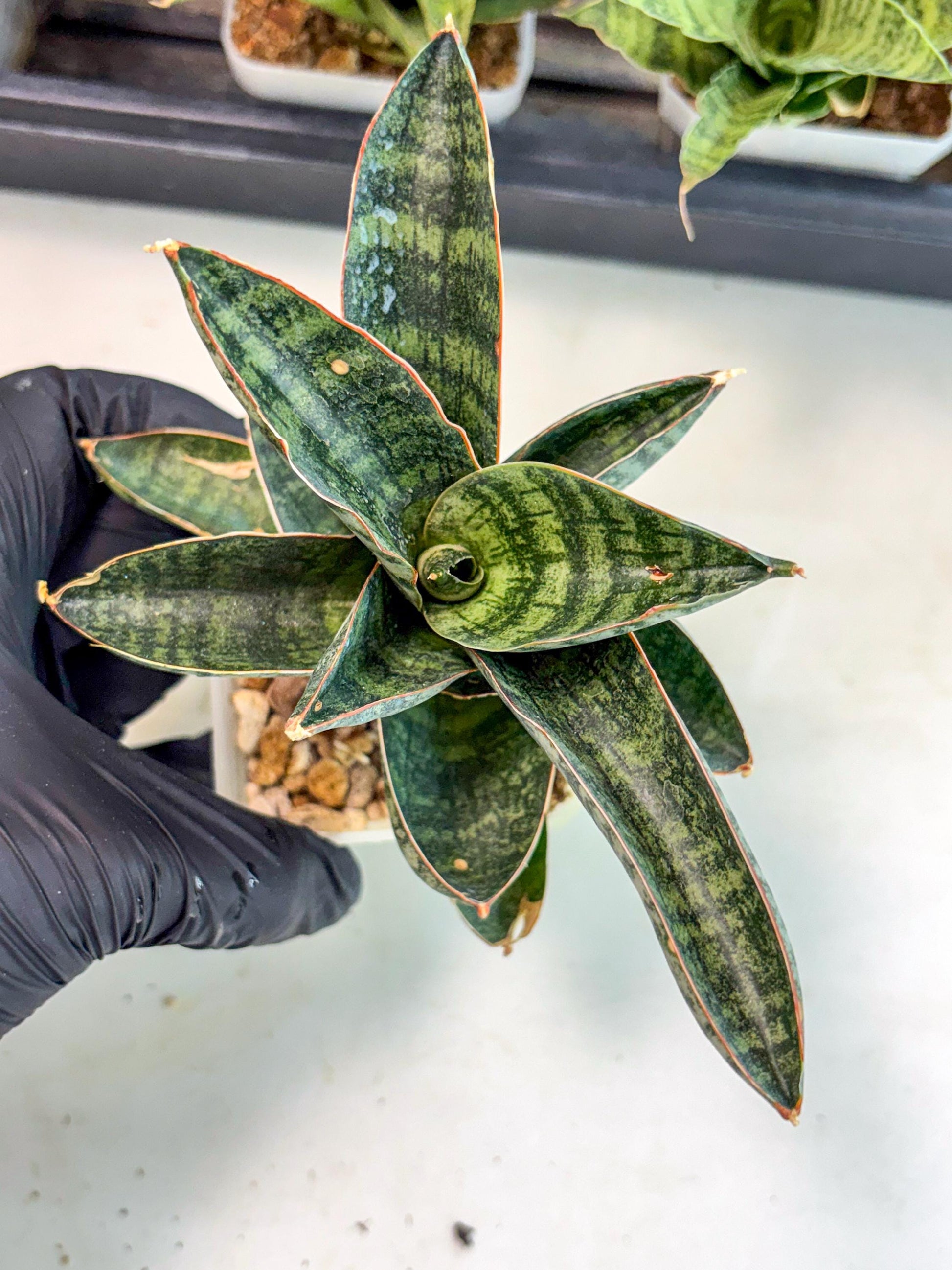 Sansevieria Nakata (ca7) (8) | Imported Hybrids