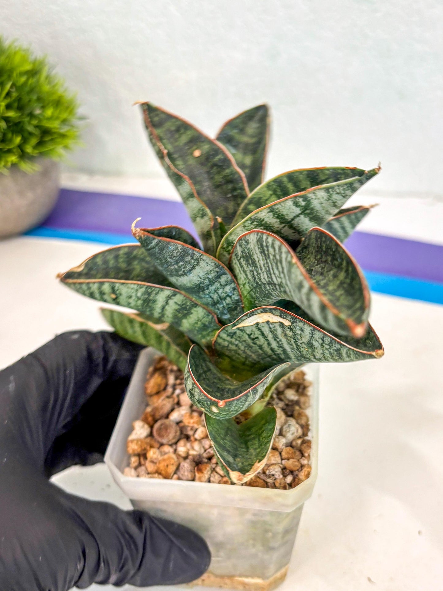 Sansevieria Nakata (ca7) (8) | Imported Hybrids