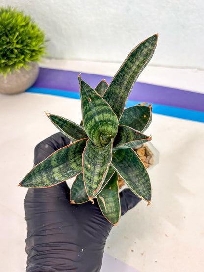 Sansevieria Nakata (ca7) (8) | Imported Hybrids