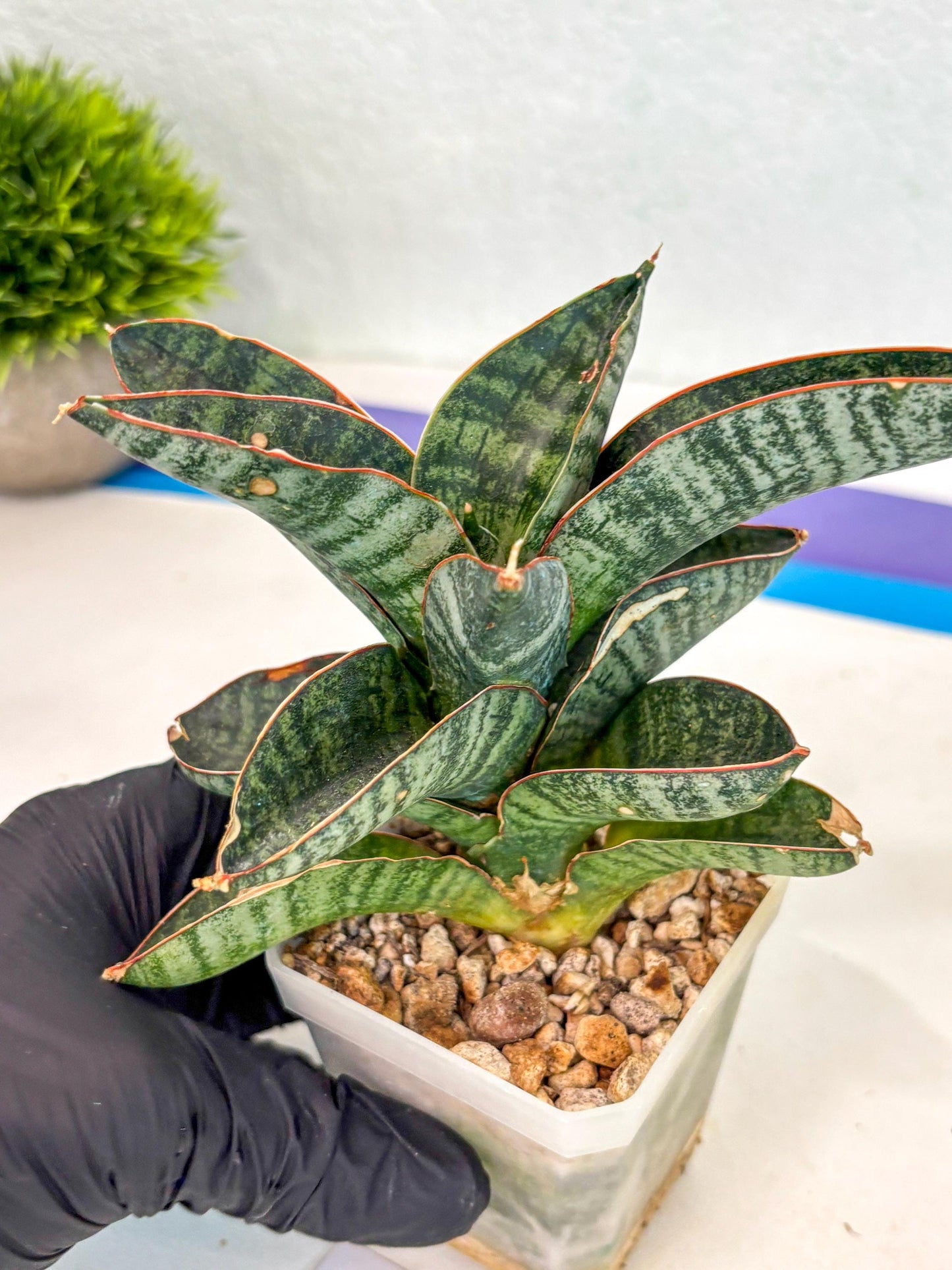 Sansevieria Nakata (ca7) (8) | Imported Hybrids