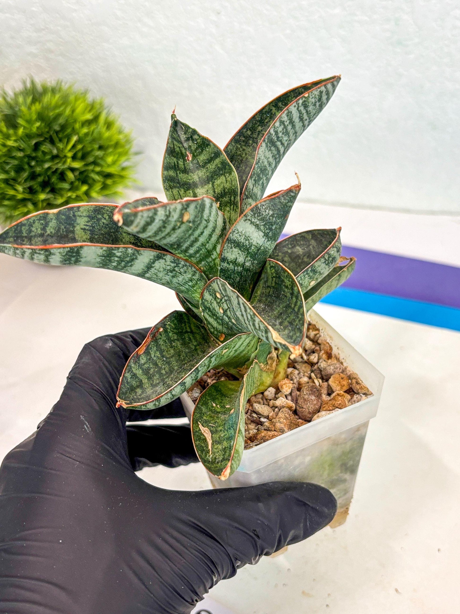 Sansevieria Nakata (ca7) (8) | Imported Hybrids