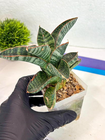 Sansevieria Nakata (ca7) (8) | Imported Hybrids