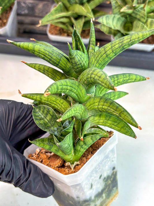 Sansevieria Enanansi (ca7) (10) | Imported Hybrids