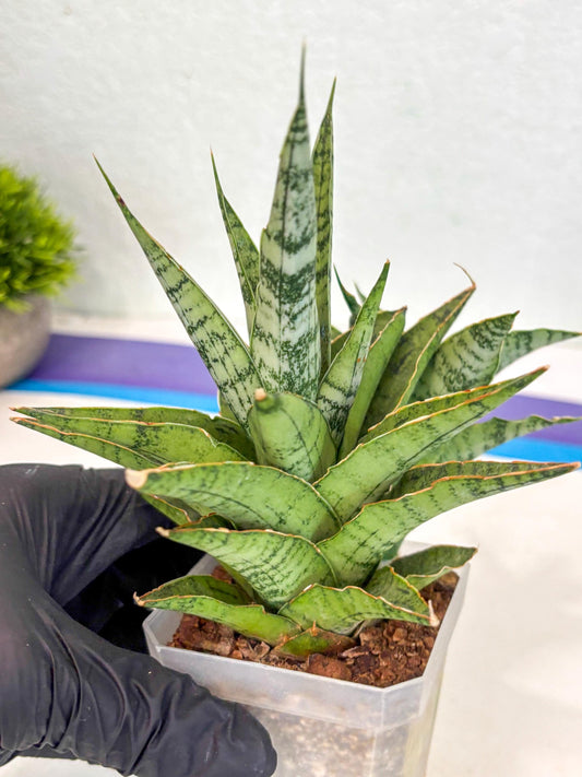 Sansevieria Snow Flake (ca7) (12) | Imported Hybrids