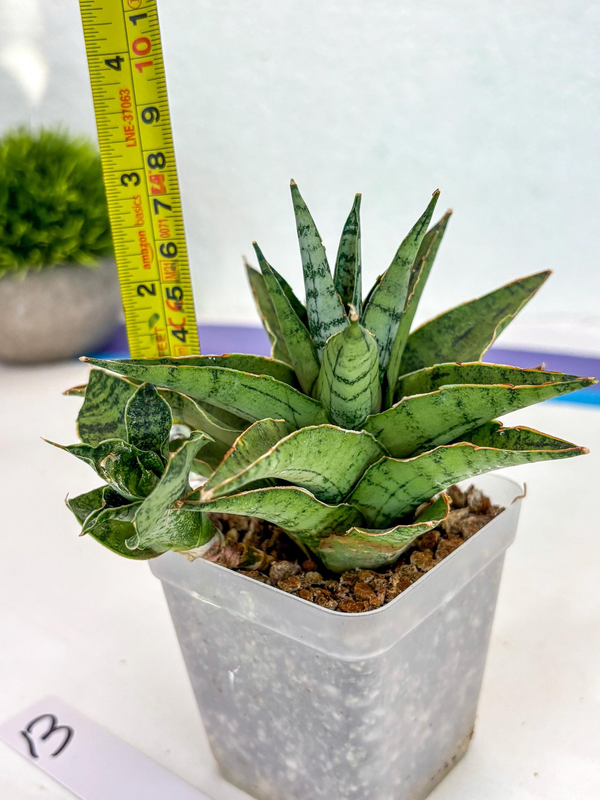 Sansevieria Snow Flake (ca7) (13) | Imported Hybrids