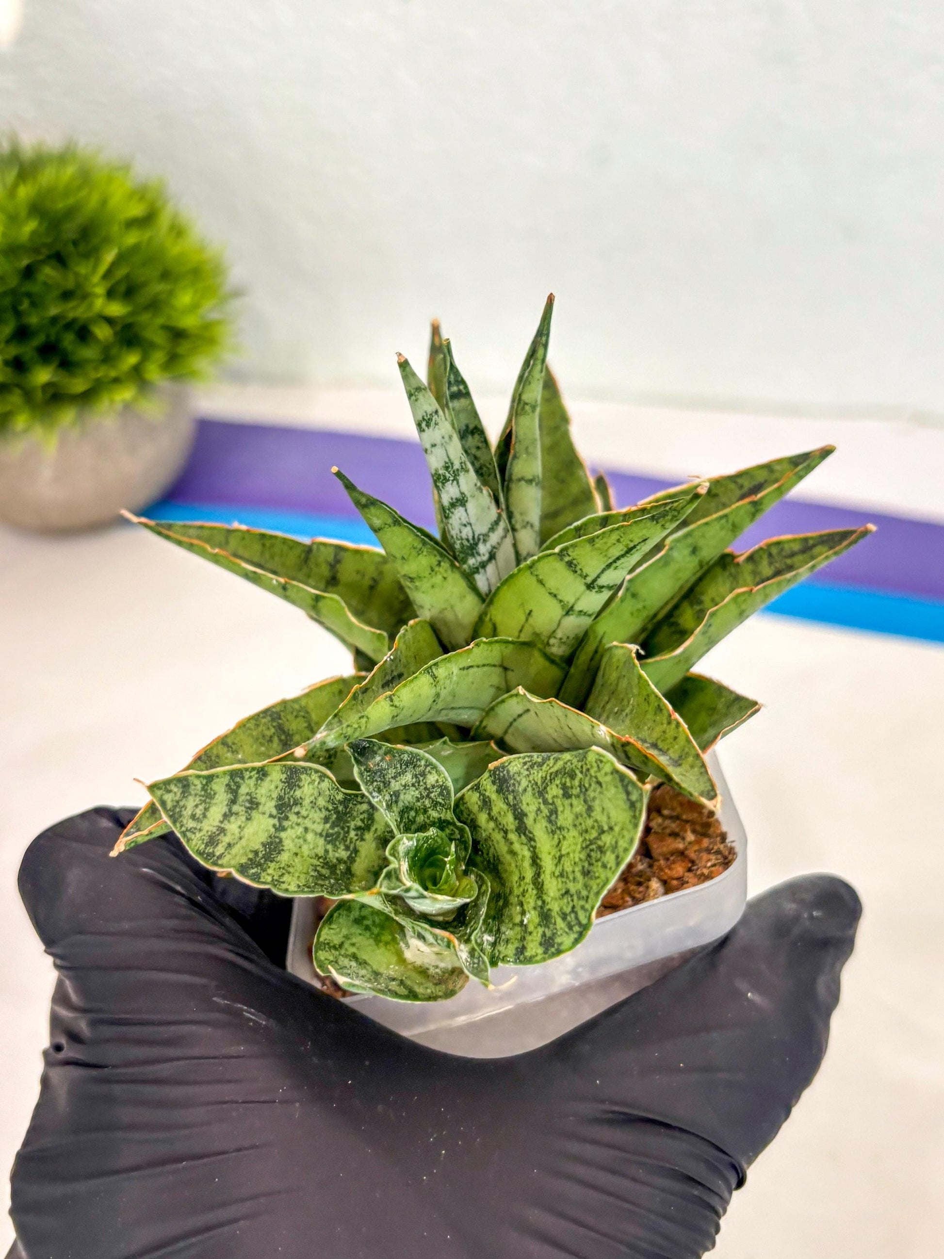 Sansevieria Snow Flake (ca7) (13) | Imported Hybrids