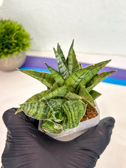 Sansevieria Snow Flake (ca7) (13) | Imported Hybrids