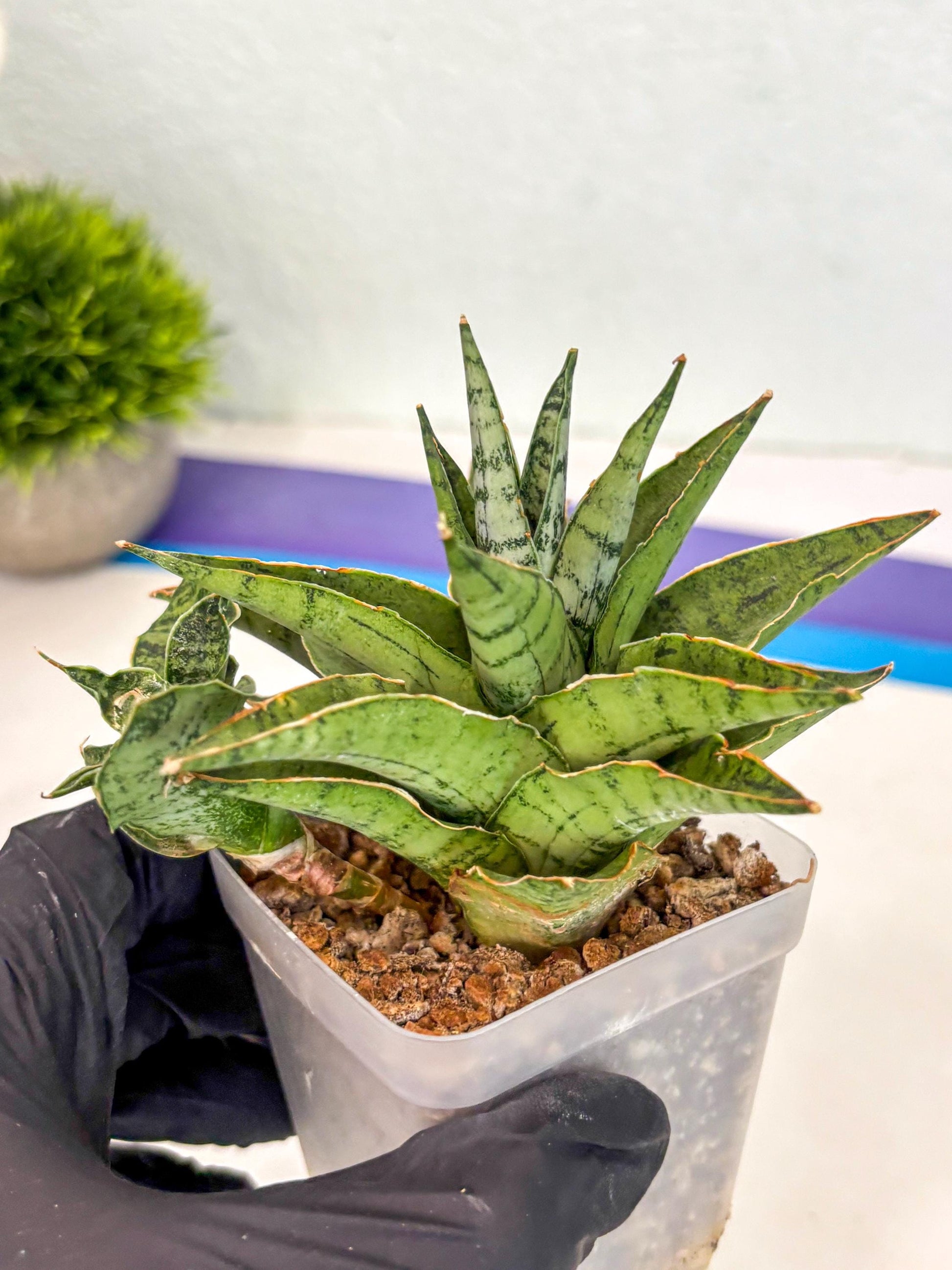 Sansevieria Snow Flake (ca7) (13) | Imported Hybrids