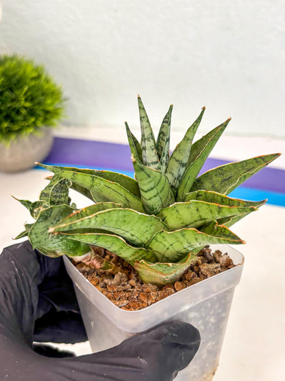 Sansevieria Snow Flake (ca7) (13) | Imported Hybrids