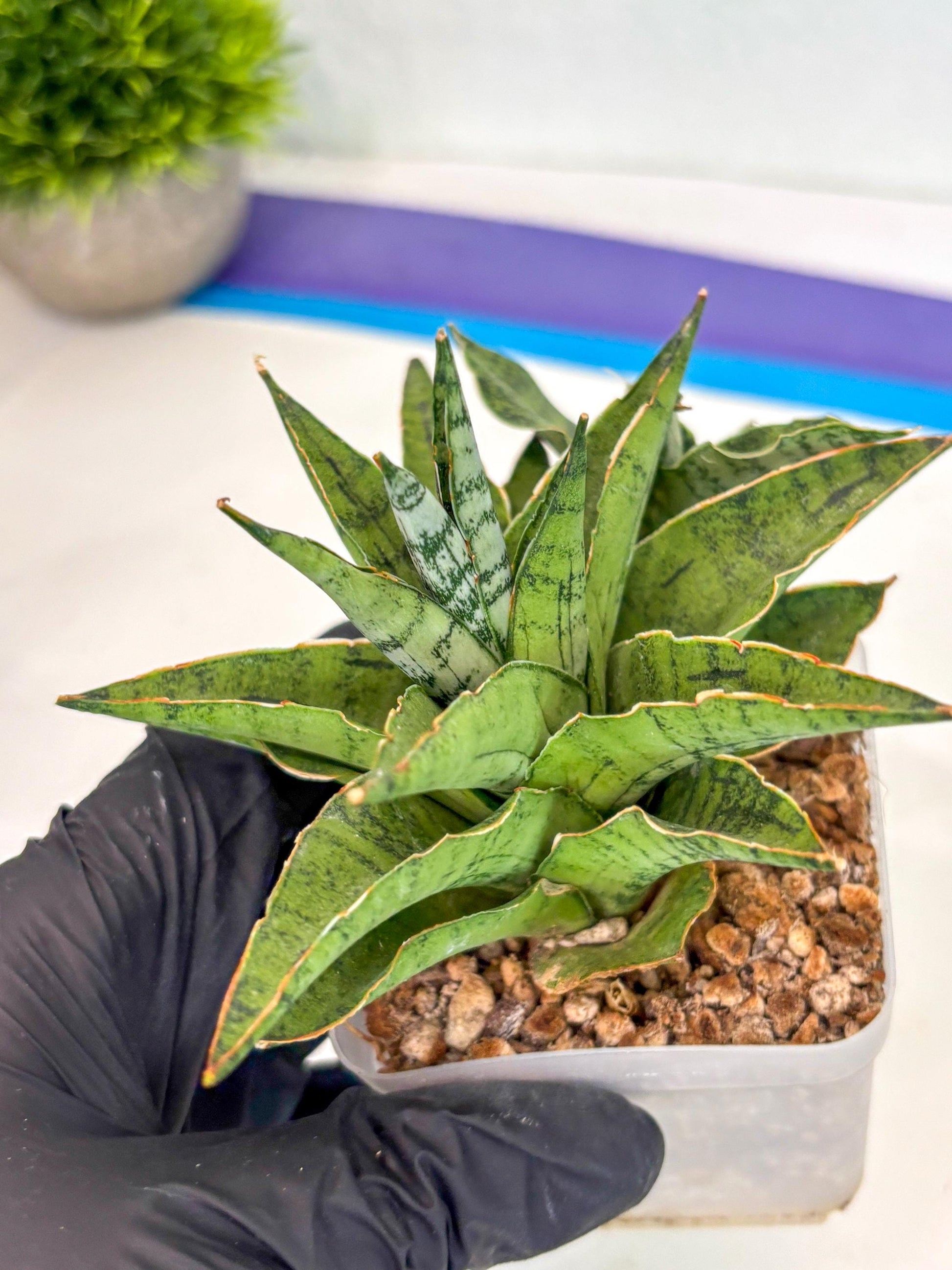 Sansevieria Snow Flake (ca7) (13) | Imported Hybrids