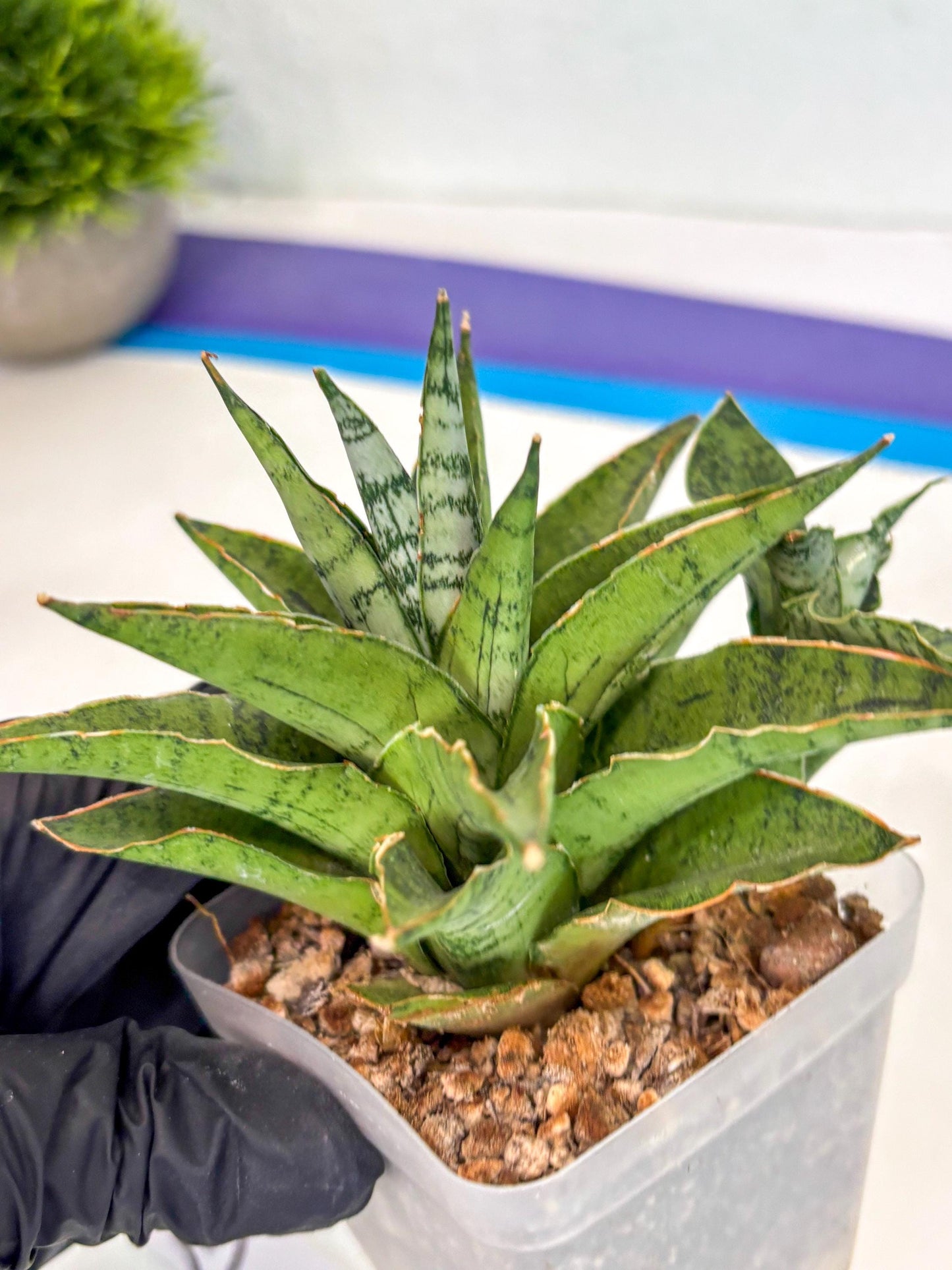 Sansevieria Snow Flake (ca7) (13) | Imported Hybrids