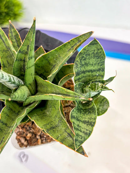 Sansevieria Snow Flake (ca7) (13) | Imported Hybrids