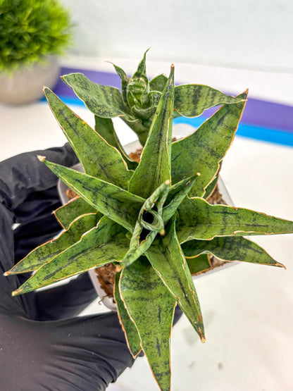 Sansevieria Snow Flake (ca7) (13) | Imported Hybrids