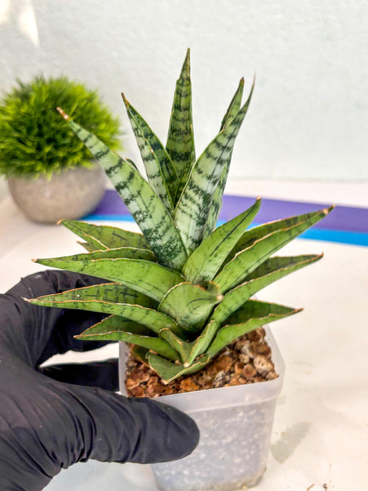 Sansevieria Snow Flake (ca7) (14) | Imported Hybrids