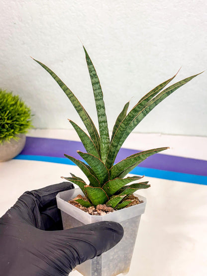 Sansevieria Lady Prang (ca4) (y) | Imported Hybrids