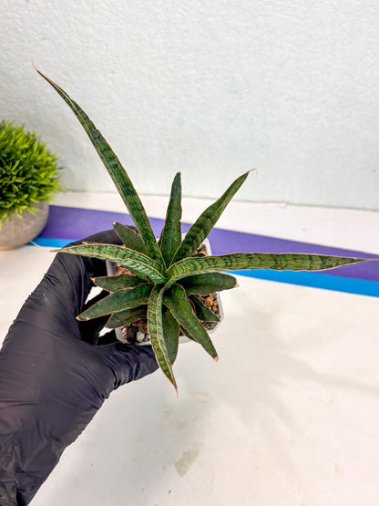Sansevieria Lady Prang (ca4) (y) | Imported Hybrids