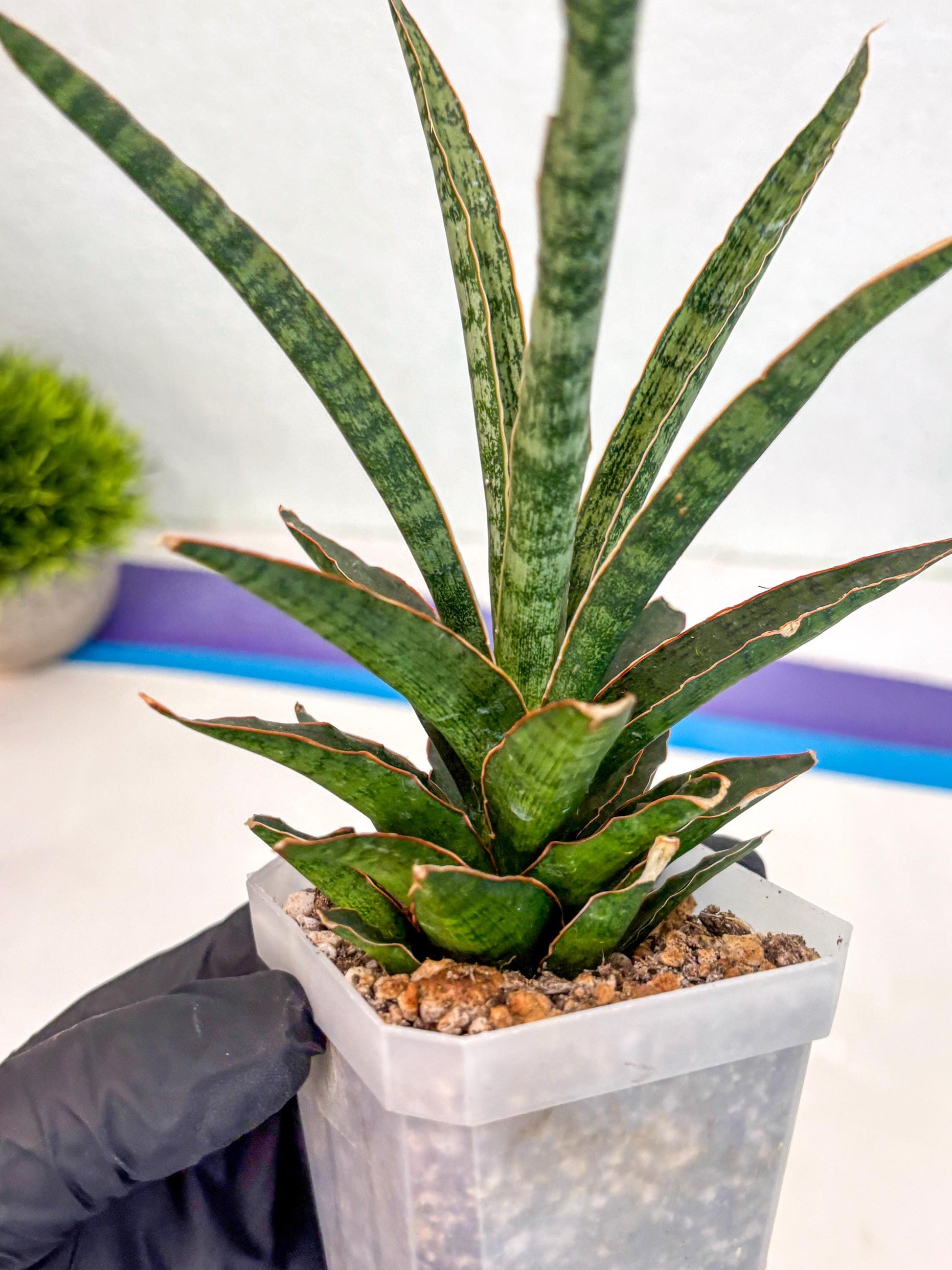 Sansevieria Lady Prang (ca4) (y) | Imported Hybrids