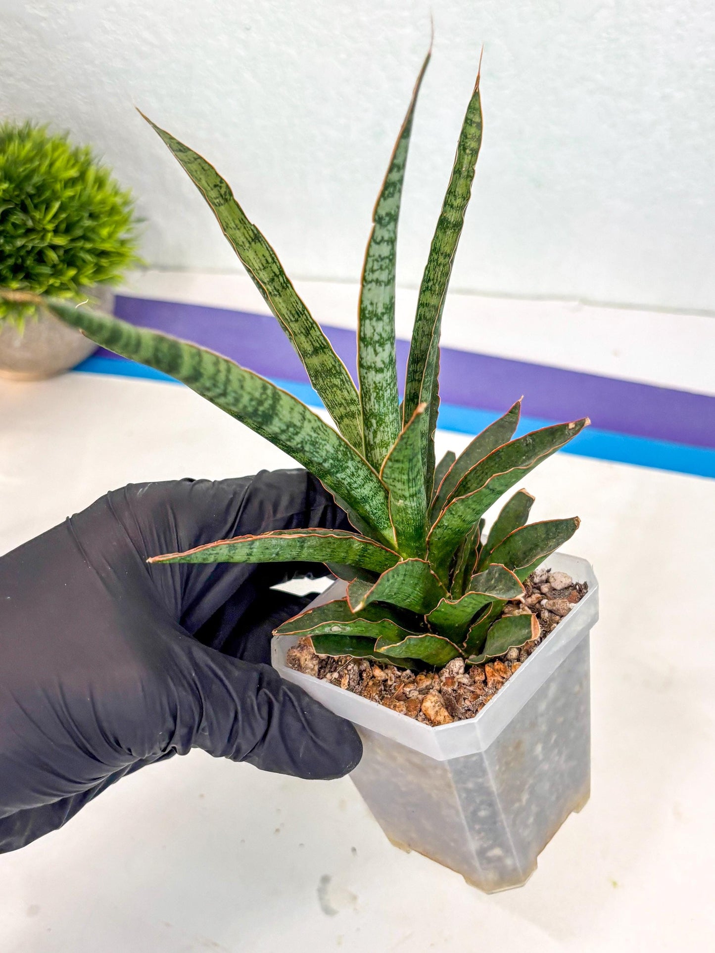 Sansevieria Lady Prang (ca4) (y) | Imported Hybrids