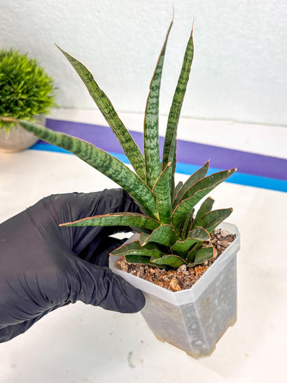 Sansevieria Lady Prang (ca4) (y) | Imported Hybrids