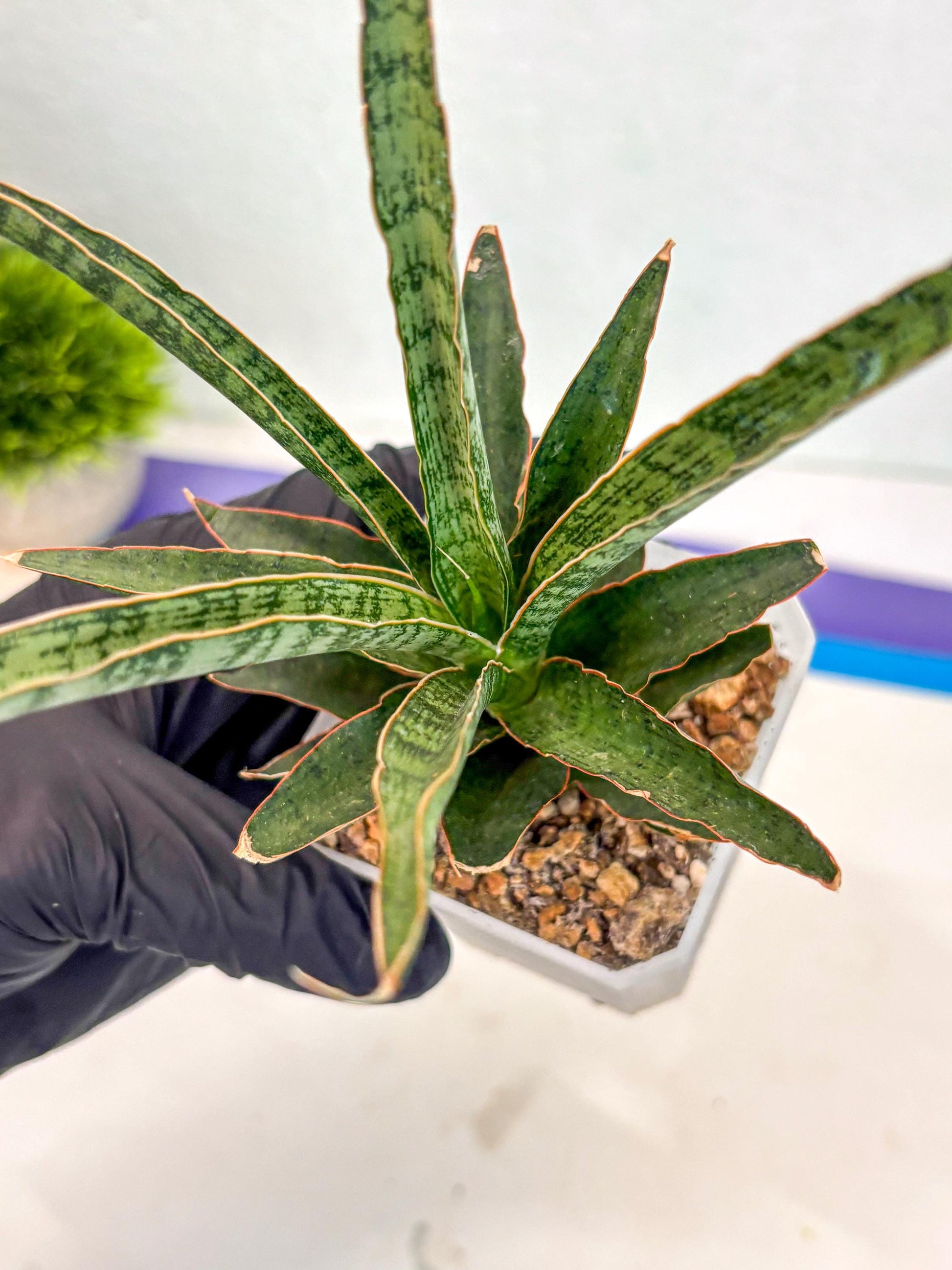 Sansevieria Lady Prang (ca4) (y) | Imported Hybrids