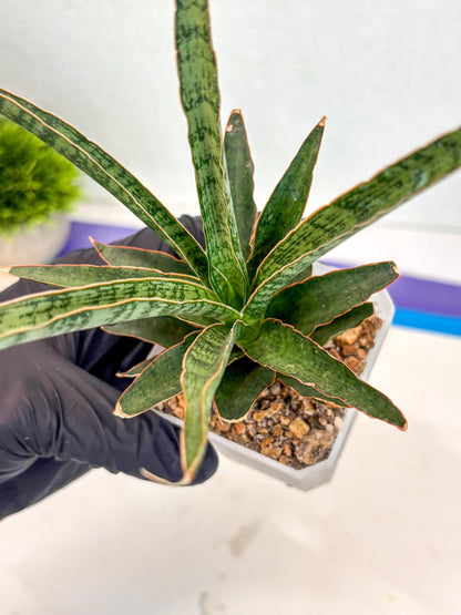Sansevieria Lady Prang (ca4) (y) | Imported Hybrids